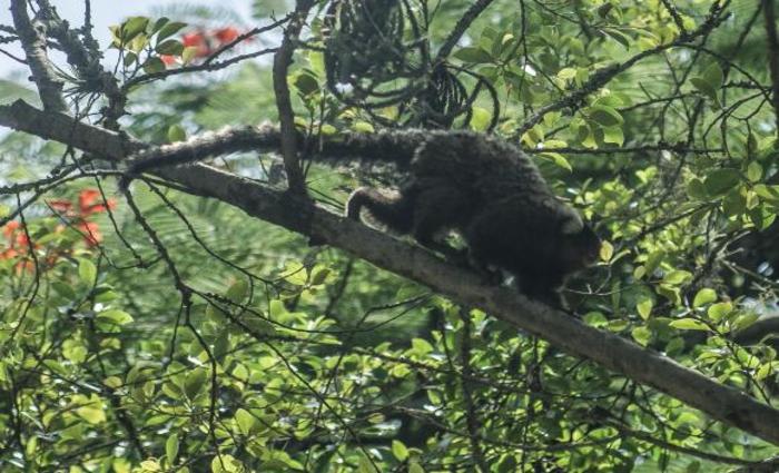 Trabalho demonstra que o estado do Rio de Janeiro é o segundo foco encontrado no mundo com transmissão desse tipo de malária. O primeiro local em que o protozoário foi encontrado em humanos foi na Malásia, na Ásia.
Foto: Rio de Janeiro/Arquivo/Fábio Massalli/Trabalho demonstra que o estado do Rio de Janeiro é o segundo foco encontrado no mundo com transmissão desse tipo de malária. O primeiro local em que o protozoário foi encontrado em humanos foi na Malásia, na Ásia.
Foto: Rio de Janeiro/Arquivo/Fábio Massalli