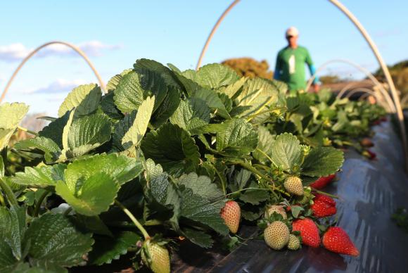 Em setembro, diversas cidades do país promovem a festa do morango. Com tecnologia, agricultores conseguem colher a fruta o ano todo. Foto: Valter Campanato/Agência Brasil/ Em setembro, diversas cidades do país promovem a festa do morango. Com tecnologia, agricultores conseguem colher a fruta o ano todo. Foto: Valter Campanato/Agência Brasil/