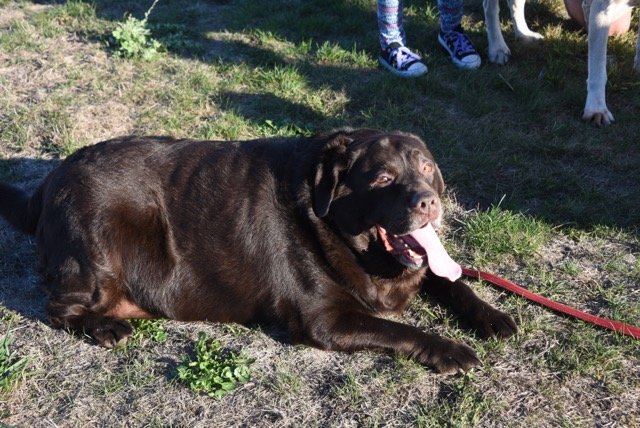 Shiloh, assim que foi adotado: mais de 60kg e muitas dificuldades de locomoção. Foto: Heidi Fiori/ Shiloh, assim que foi adotado: mais de 60kg e muitas dificuldades de locomoção. Foto: Heidi Fiori/