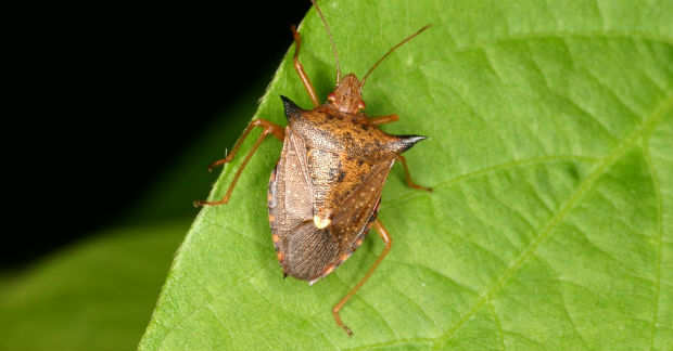 O percevejo comum, Cimex lectularius, é encontrado em climas temperados nos Estados Unidos e em partes da Europa. Foto: Reprodução/Internet/ O percevejo comum, Cimex lectularius, é encontrado em climas temperados nos Estados Unidos e em partes da Europa. Foto: Reprodução/Internet/