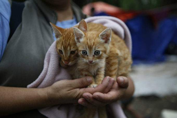 Pets receberão bênção em cerimônia na Paróquia de Casa Forte nesta quarta-feira/ Pets receberão bênção em cerimônia na Paróquia de Casa Forte nesta quarta-feira/