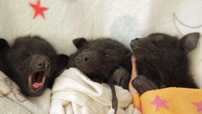 Foto: Australian Bat Clinic & Wildlife Trauma Centre/ Foto: Australian Bat Clinic & Wildlife Trauma Centre/