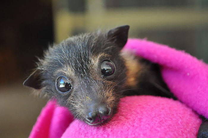 Foto: Tolga Bat Hospital