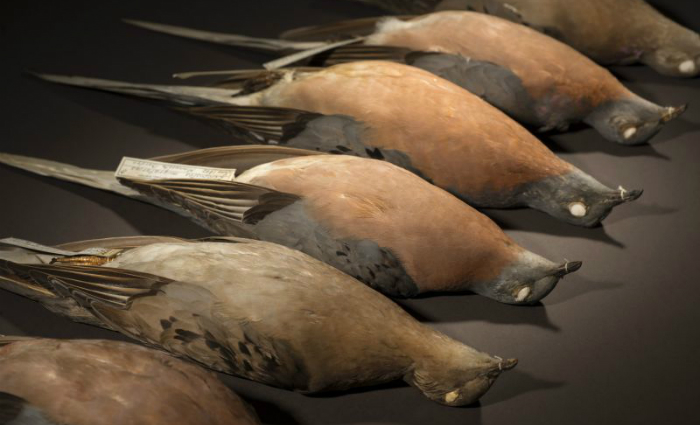 Espécimes de pombo passageiro: pesquisadores estudaram o DNA de animais pertencentes a museus. Foto: Rene O'Connell/Divulgação/ Espécimes de pombo passageiro: pesquisadores estudaram o DNA de animais pertencentes a museus. Foto: Rene O'Connell/Divulgação/