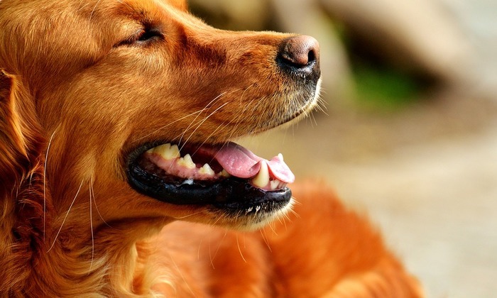 Foto: Pixabay/Alexa_Fotos/ Foto: Pixabay/Alexa_Fotos/