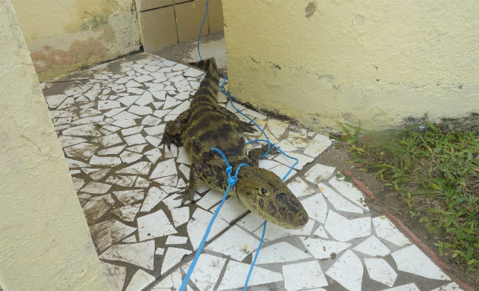 Jacar&eacute; encontrado &agrave; deriva no mar &eacute; resgatado em S&atilde;o Jos&eacute; da Coroa Grande. Foto: CPRH/ Divulga&ccedil;&atilde;o/