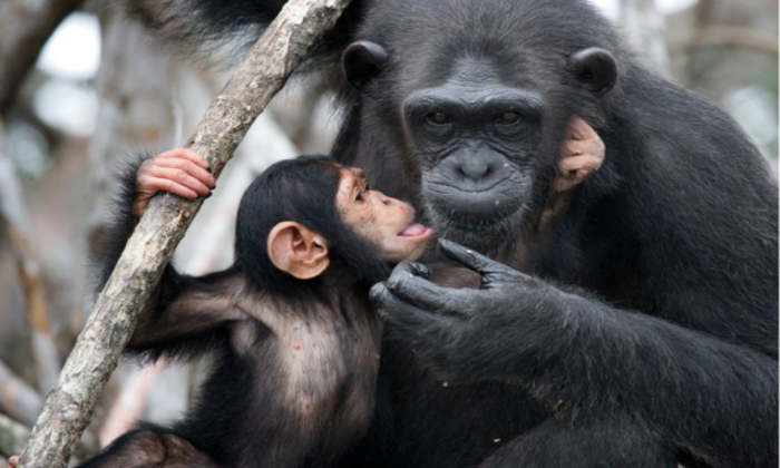 Cientistas analisaram dados coletados durante mais de 50 anos de 36 chimpanzés fêmeas do Parque Nacional de Gombe, na Tanzânia/©gudkovandrey/ Fotolia