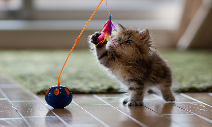 Brinquedinhos simples como esse são garantia de diversão para gatos Crédito: Reprodução/ Brinquedinhos simples como esse são garantia de diversão para gatos Crédito: Reprodução/