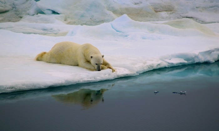 A imagem de um urso polar venceu na categoria "Comportamento". Foto: Antonia Doncila/Divulgação