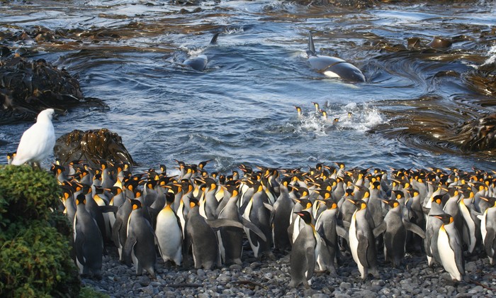 O clique de Pinguins-Rei na Ilha de Marion foi considerado vencedor na categoria "Ecologia". Foto: NICO DE BRUYN/Divulgação