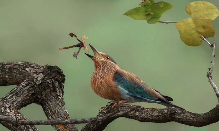 O flagrante da natureza recebeu uma menção honrosa na competição. Foto: Susmita Datta/Divulgação