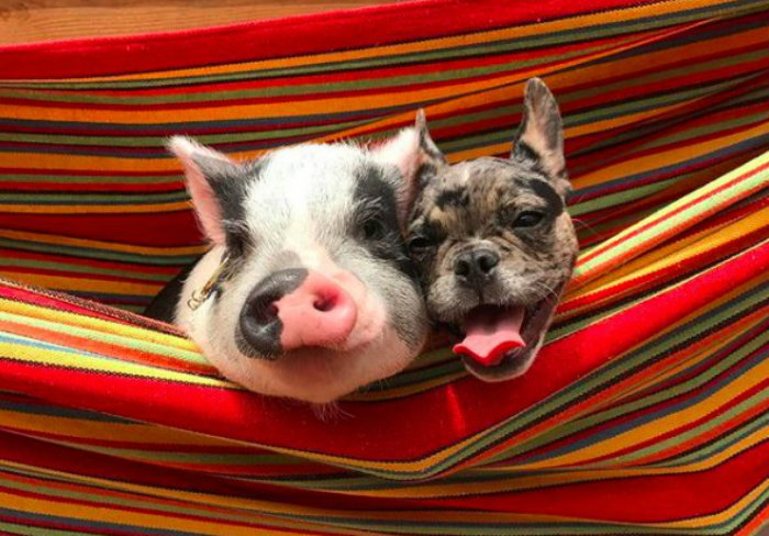Foto: livingwithpickles/instagram/ Foto: livingwithpickles/instagram/