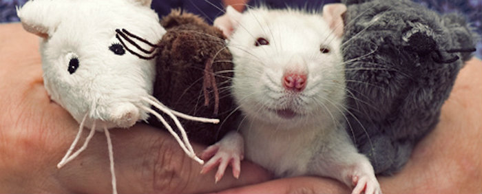 A iniciativa vem poupando sofrimento e morte de cerca de 45 ratos por ano. Foto: Facebook/Reprodução/ A iniciativa vem poupando sofrimento e morte de cerca de 45 ratos por ano. Foto: Facebook/Reprodução/