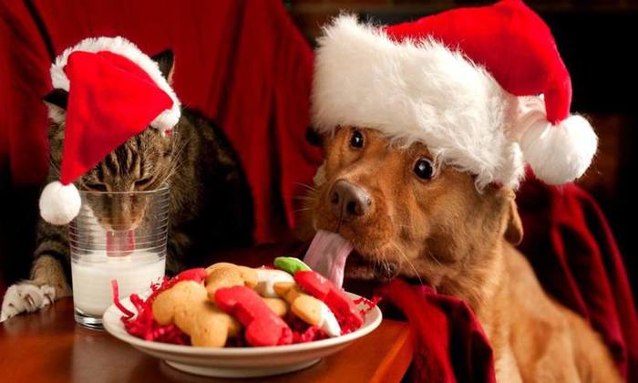 Chocolate pode até matar o animal de estimação. Foto: Grupo Ipet/Divulgação/