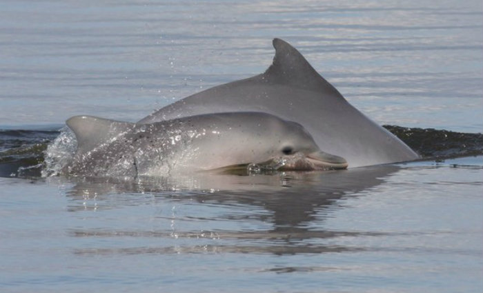 O problema come&ccedil;ou a ser detectado na Ba&iacute;a da Ilha Grande. Foto: MAQUA-Uerj/Foto: MAQUA-Uerj