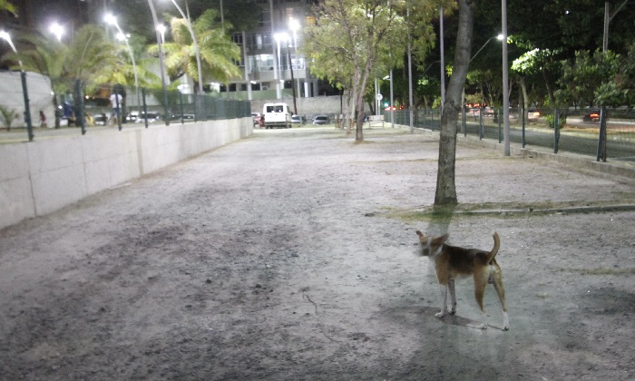 Área que receberá o ParCão do Parque Dona Lindu é voltado para a Avenida Visconde de Jequitinhonha. Foto: Ricardo Fernandes/DP/Área que receberá o ParCão do Parque Dona Lindu é voltado para a Avenida Visconde de Jequitinhonha. Foto: Ricardo Fernandes/DP Área que receberá o ParCão do Parque Dona Lindu é voltado para a Avenida Visconde de Jequitinhonha. Foto: Ricardo Fernandes/DP/Área que receberá o ParCão do Parque Dona Lindu é voltado para a Avenida Visconde de Jequitinhonha. Foto: Ricardo Fernandes/DP