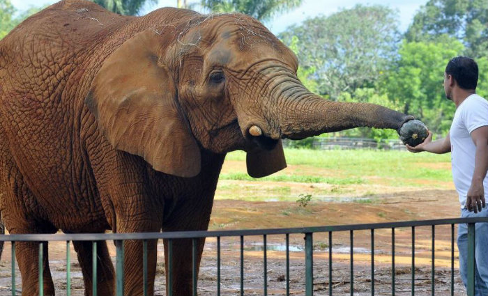 O elefante Babu deixou de luto veterinários, cuidadores e a companheira, Belinha. As causas da morte do animal ainda são investigadas pelo Zoológico de Brasília. Foto: Minervino Jr/CB