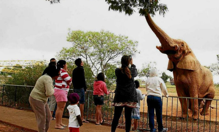 A fêmea sentiu a perda, assim como toda a equipe de veterinários e cuidadores. Foto: Jardim Zoológico de Brasília/Divulgação