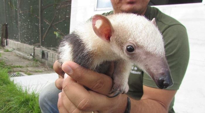 Caçador matou a mãe de filhote de tamanduá, e animal ainda foi atingido na orelha. Foto: CPRH/Divulgação/ Caçador matou a mãe de filhote de tamanduá, e animal ainda foi atingido na orelha. Foto: CPRH/Divulgação/