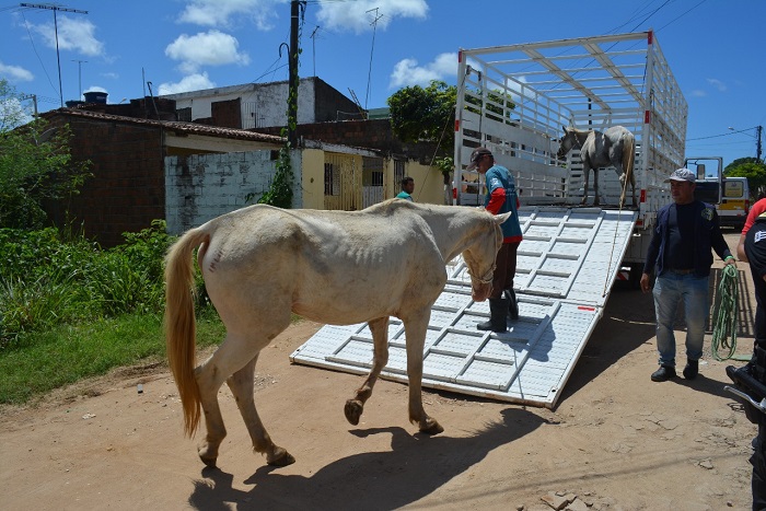 Donos tem quatro dias para resgatar os animais, caso contrário, eles serão doados para moradores da zona rural. Foto: Secom Cabo/Divulgação/Donos tem quatro dias para resgatar os animais, caso contrário, eles serão doados para moradores da zona rural. Foto: Secom Cabo/Divulgação
