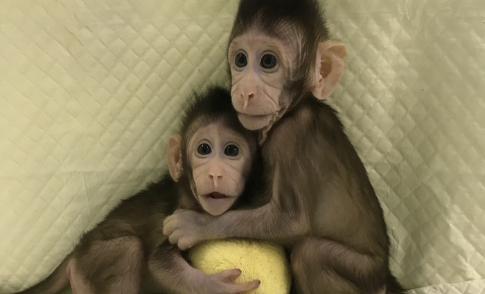 Foto: Iang Sun e Mu-ming Poo/Chinese Academy of Sciences/ Foto: Iang Sun e Mu-ming Poo/Chinese Academy of Sciences/