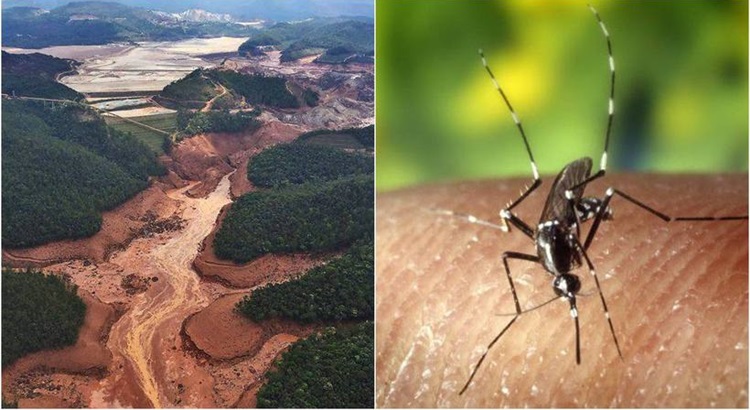 boato que corre desde o ano passado tem colocado também na conta do maior desastre socioambiental do Brasil a disseminação da febre amarela - Foto: Divulgação/