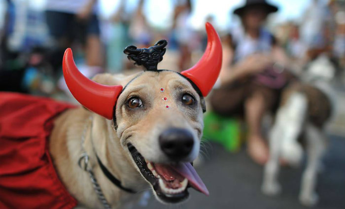 Ao identificar quaisquer dessas alergias, o ideal é procurar um veterinário. Foto: Melhor Amigo Dog/Divulgação/Foto: Melhor Amigo Dog/Divulgação Ao identificar quaisquer dessas alergias, o ideal é procurar um veterinário. Foto: Melhor Amigo Dog/Divulgação/Foto: Melhor Amigo Dog/Divulgação