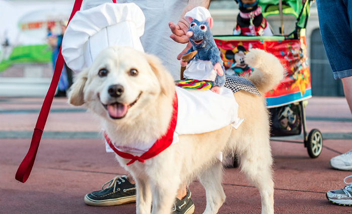 Foto: Melhor Amigo Dog/Divulgação