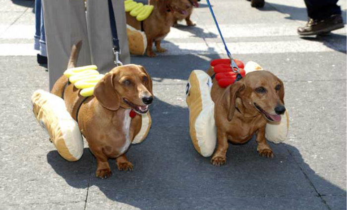 Foto: Melhor Amigo Dog/Divulgação