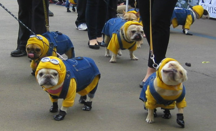 Foto: Melhor Amigo Dog/Divulgação