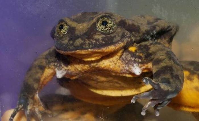 Foto: Global Wildlife Conservation/AFP/