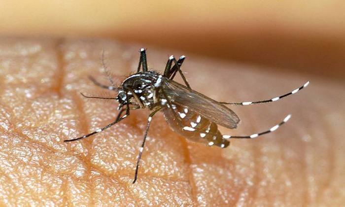 Também chamado de tigre asiático, o Aedes albopictus pode ser encontrado em estados das regiões Norte, Sudeste e Centro-Oeste. Foto: Thierry Roux/AFP/ Também chamado de tigre asiático, o Aedes albopictus pode ser encontrado em estados das regiões Norte, Sudeste e Centro-Oeste. Foto: Thierry Roux/AFP/