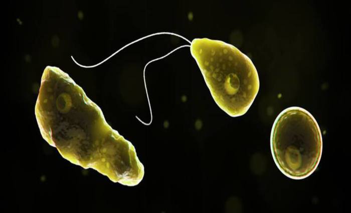 Imagem gerada por computador mostra a ameba Naegleria fowleri em seu estágio flagelado e em seu estágio de cisto. Foto: CDC/Divulgação/