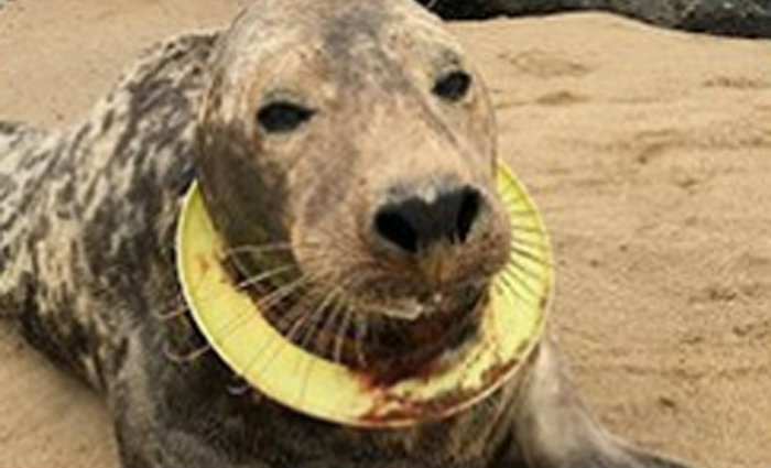 Devido ao ocorrido, o animal foi batizado de Mrs. Frisbee. Foto: Twitter/Reprodução
