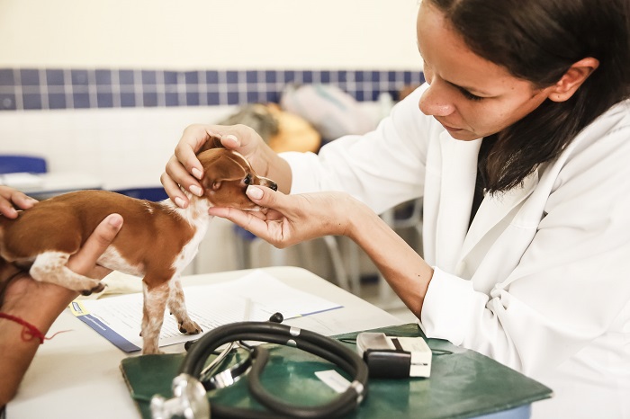 Desde 2014, quando o projeto teve início, já foram realizadas mais de seis mil consultas.Foto: Andréa Rêgo Barros/PCR/Arquivo/Desde 2014, quando o projeto teve início, já foram realizadas mais de seis mil consultas.Foto: Andréa Rêgo Barros/PCR/Arquivo Desde 2014, quando o projeto teve início, já foram realizadas mais de seis mil consultas.Foto: Andréa Rêgo Barros/PCR/Arquivo/Desde 2014, quando o projeto teve início, já foram realizadas mais de seis mil consultas.Foto: Andréa Rêgo Barros/PCR/Arquivo