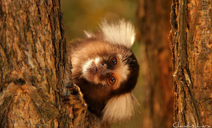 Várias mensagens se espalharam principalmente por grupos de WhatsApp apontando a necessidade de eliminar os macacos. Foto: Flickr