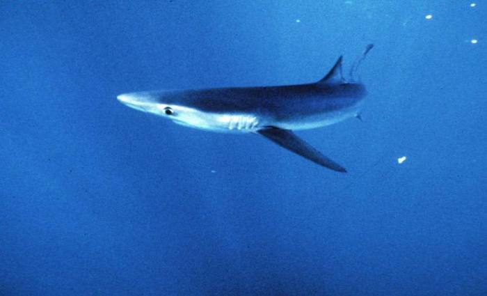 O primeiro santuário para tubarões do mundo foi criado em 2009 no arquipélago de Palau. Foto: AP Photo/National Marine Fisheries Service/