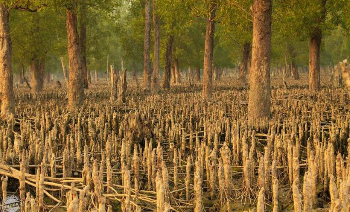 Foto: MD. WAIL AL-ISLAM/Flickr 