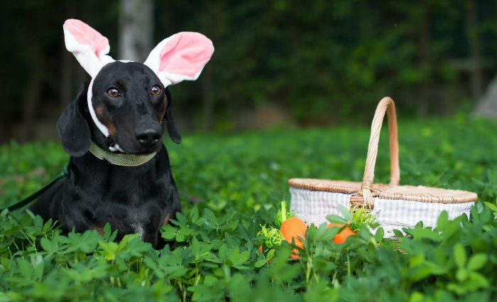 Com a chegada da Páscoa, os tutores alertas, pois o chocolate é um dos maiores vilões dentre os alimentos tóxicos para cães e gatos. Foto: Paulinha León/Fotografia/ Com a chegada da Páscoa, os tutores alertas, pois o chocolate é um dos maiores vilões dentre os alimentos tóxicos para cães e gatos. Foto: Paulinha León/Fotografia/