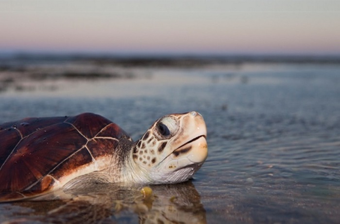Espécies como a Tartaruga verde (Chelonia mydas) são preservadas com as ações do Projeto Tamar, que realiza solturas comemorativas hoje. Foto: Acervo Projeto Tamar/Divulgação/Espécies como a Tartaruga verde (Chelonia mydas) são preservadas com as ações do Projeto Tamar, que realiza solturas comemorativas hoje. Foto: Acervo Projeto Tamar/Divulgação Espécies como a Tartaruga verde (Chelonia mydas) são preservadas com as ações do Projeto Tamar, que realiza solturas comemorativas hoje. Foto: Acervo Projeto Tamar/Divulgação/Espécies como a Tartaruga verde (Chelonia mydas) são preservadas com as ações do Projeto Tamar, que realiza solturas comemorativas hoje. Foto: Acervo Projeto Tamar/Divulgação