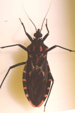 Foto: Reprodução/Internet/