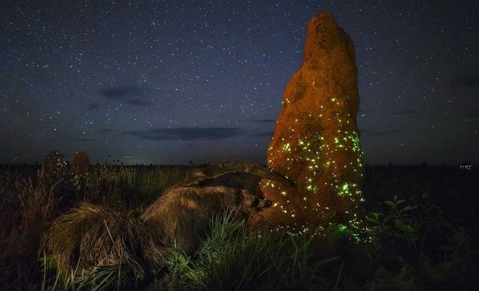 Foto: Marcio Cabral/Wildlife Photographer of Year/ Foto: Marcio Cabral/Wildlife Photographer of Year/