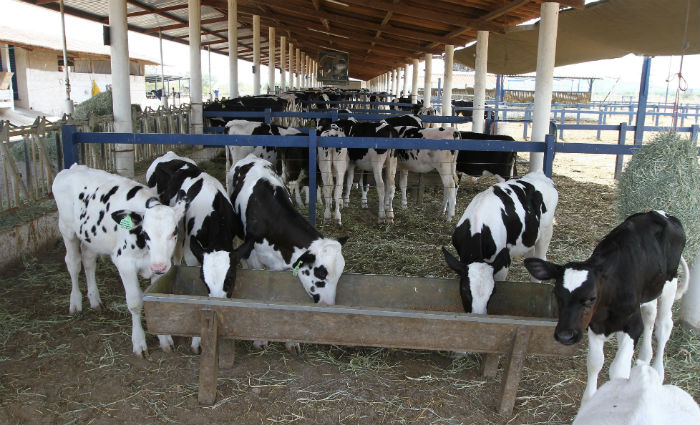 A falta de transporte também impede a distribuição gratuita do produto, já que o leite fica impróprio para o consumo seis horas após a ordenha. Foto: Júlio Jacobina/DP/ A falta de transporte também impede a distribuição gratuita do produto, já que o leite fica impróprio para o consumo seis horas após a ordenha. Foto: Júlio Jacobina/DP/