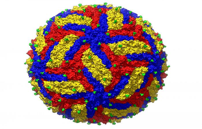 Imagem tridimensional do vírus da zika; é o maior zoom já feito nesse tipo de vírus/Foto: Universidade de Purdue