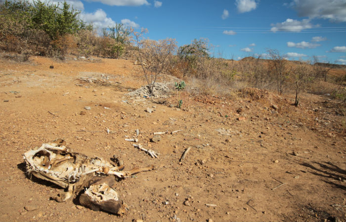 Animais morrem de sede no Sertão de Pernambuco
Foto: Annaclarice Almeida/DP/D.A Press/