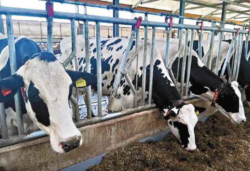Fazenda da den Elder, na Europa, investiu na automação do processo de produção de leite com ganho de 10%. Foto: Paula Pacheco/ Fazenda da den Elder, na Europa, investiu na automação do processo de produção de leite com ganho de 10%. Foto: Paula Pacheco/