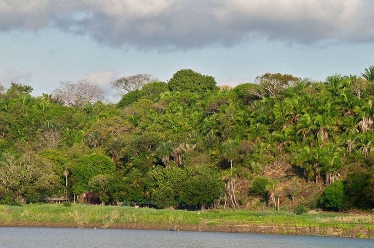 Floresta na Amazônia. Foto: Thiago Silva/ Fapesp/Direitos Reservados