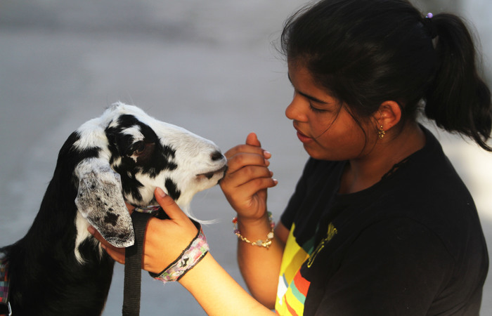 Julieth, 13 anos, é tida como a "mãe" de Cremosa e guarda muitas fotos e até o umbigo do animal. Foto: Nando Chiappetta/DP/ Julieth, 13 anos, é tida como a "mãe" de Cremosa e guarda muitas fotos e até o umbigo do animal. Foto: Nando Chiappetta/DP/