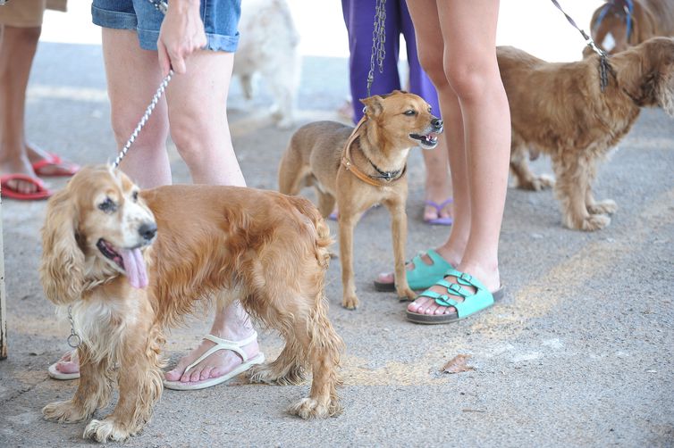 Brasileiros criam mais cães do que gatos. Foto: Fábio Pozzebom/Arquivo Agência Brasil/ Brasileiros criam mais cães do que gatos. Foto: Fábio Pozzebom/Arquivo Agência Brasil/