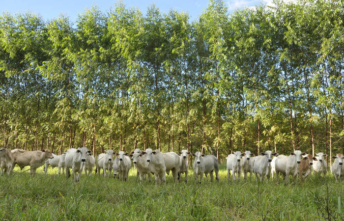 Foto: EMBRAPA/DIVULGACAO/ Foto: EMBRAPA/DIVULGACAO/